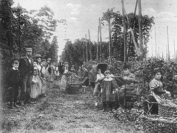 Pickers surrounded by bines