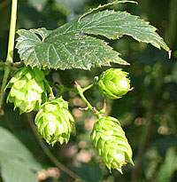 Hops on a bine